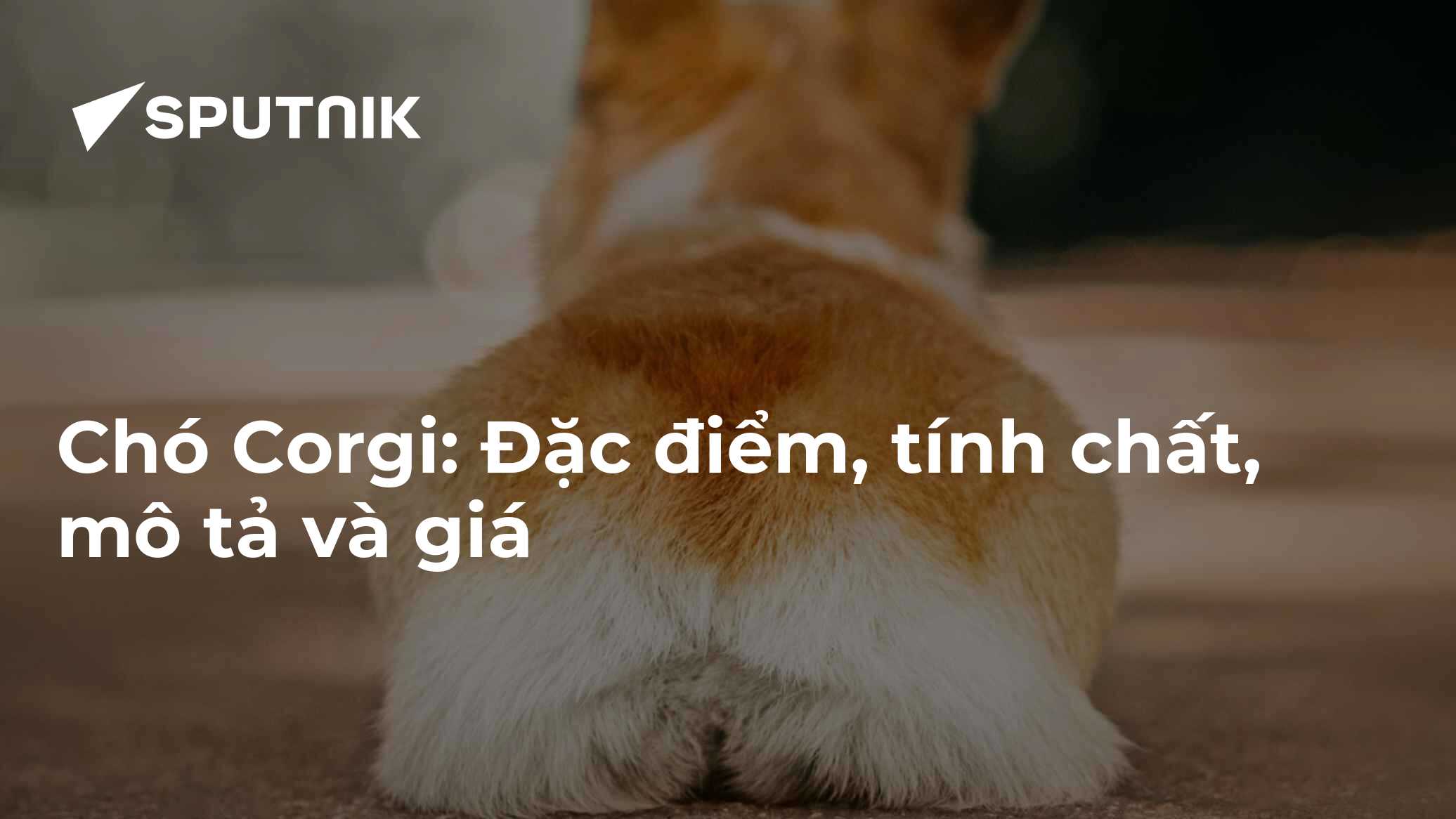 Chó Corgi: Đặc điểm, tính chất, mô tả và giá