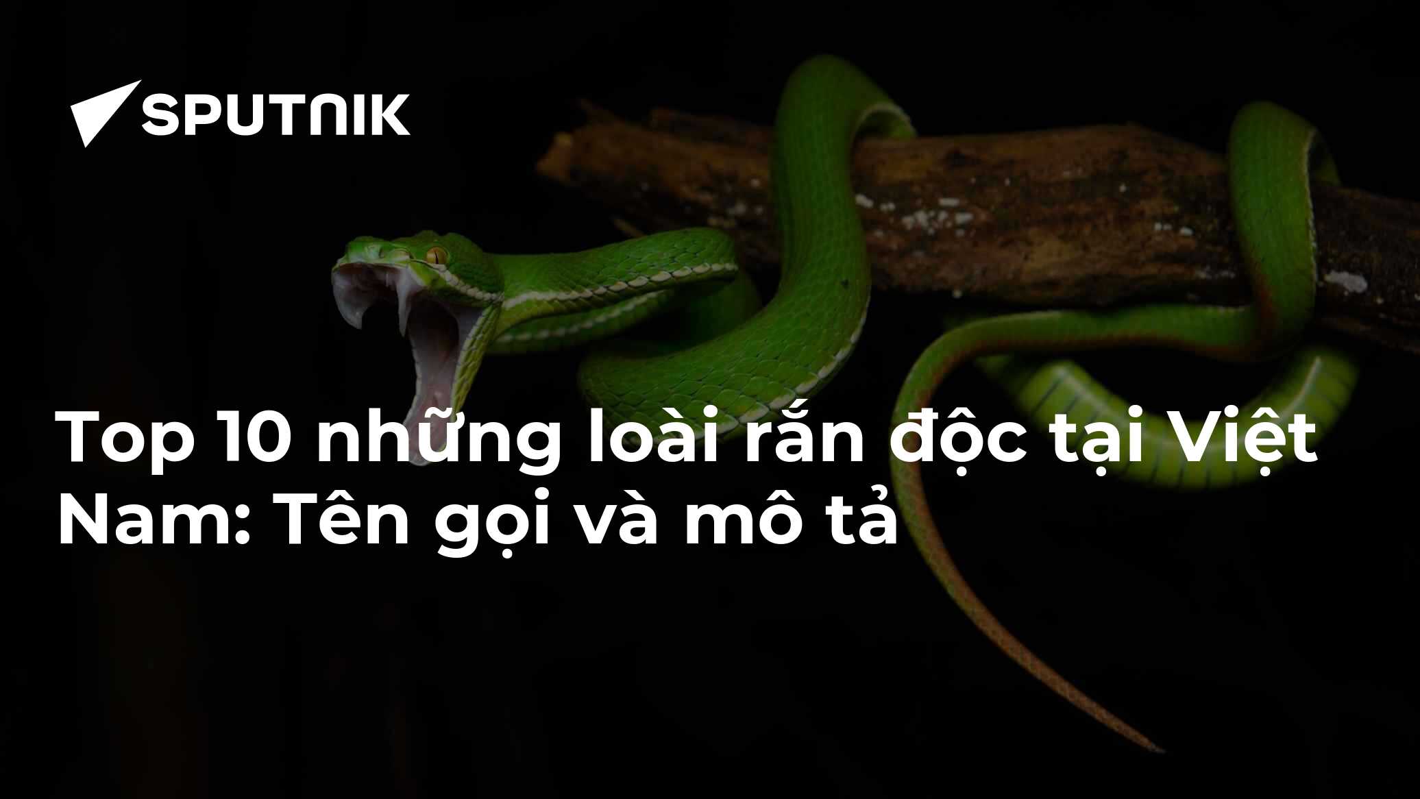 Con Ran Doc Top 10 những loài rắn độc tại Việt Nam: Tên gọi và mô tả