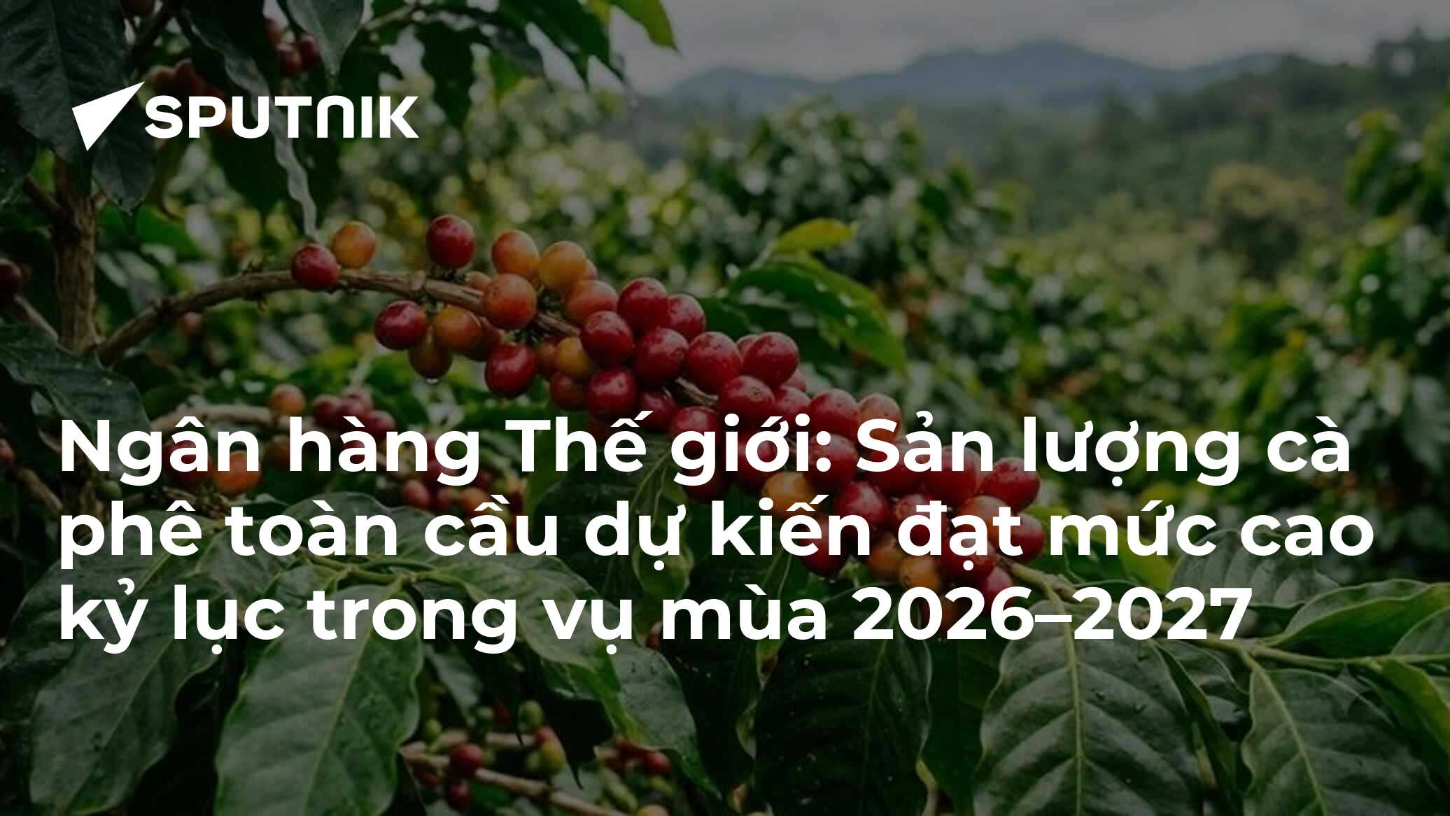 Ngân hàng Thế giới: Sản lượng cà phê toàn cầu dự kiến đạt mức cao kỷ lục trong vụ mùa 2026–2027