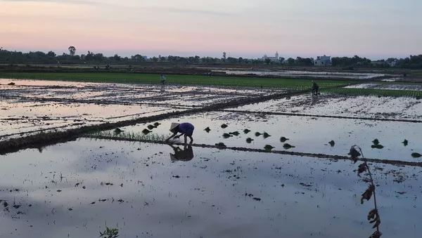 Các địa phương thực hiện phương châm gieo cấy sớm, chủ động ứng phó với biến đổi khí hậu và bệnh lùn sọc đen - Sputnik Việt Nam