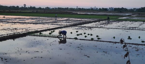 Các địa phương thực hiện phương châm gieo cấy sớm, chủ động ứng phó với biến đổi khí hậu và bệnh lùn sọc đen - Sputnik Việt Nam