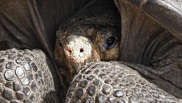 Rùa khổng lồ Galapagos Chelonoidis phantastica - Sputnik Việt Nam