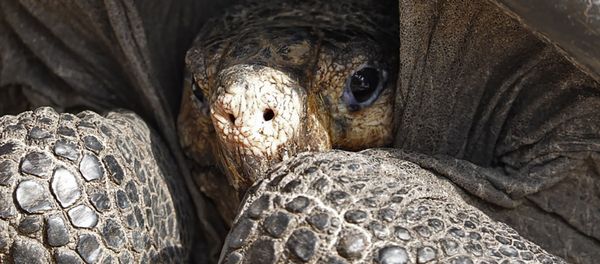 Rùa khổng lồ Galapagos Chelonoidis phantastica - Sputnik Việt Nam