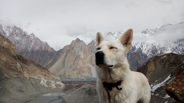 Chu du thiên hạ 1000 ngày: Nữ du khách Nga và con chó đi khắp thế giới bằng ô tô Chu du thiên hạ 1000 ngày: Nữ du khách Nga và con chó đi khắp thế giới bằng ô tô - Sputnik Việt Nam