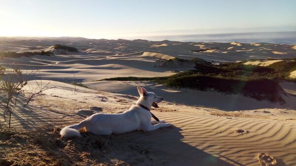 Chu du thiên hạ 1000 ngày: Nữ du khách Nga và con chó đi khắp thế giới bằng ô tô Chu du thiên hạ 1000 ngày: Nữ du khách Nga và con chó đi khắp thế giới bằng ô tô - Sputnik Việt Nam