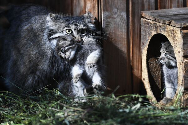 Mèo mẹ manul (còn gọi là mèo pallas) với đàn con trong Vườn thú Novosibirsk, Nga - Sputnik Việt Nam