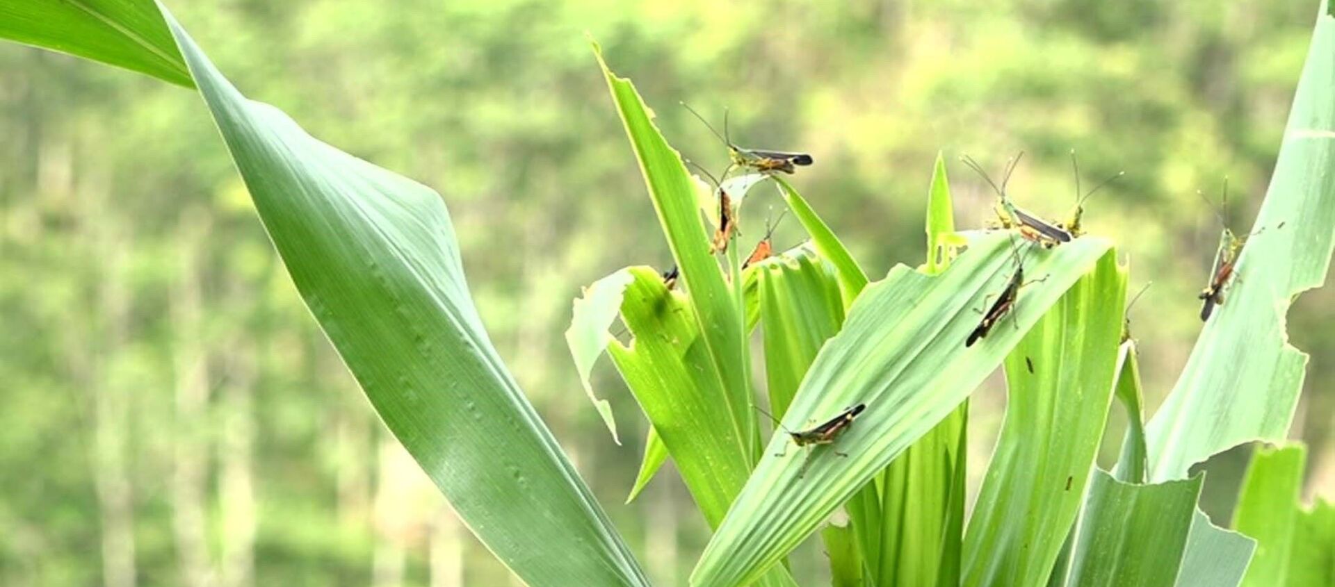 Châu chấu lưng vàng tàn phá lúa tại huyện biên giới Mường Lát, tỉnh Thanh Hóa gây thiệt hại nặng nề - Sputnik Việt Nam, 1920, 24.07.2020