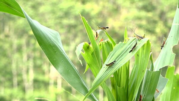 Châu chấu lưng vàng tàn phá lúa tại huyện biên giới Mường Lát, tỉnh Thanh Hóa gây thiệt hại nặng nề - Sputnik Việt Nam