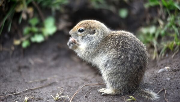 Con sóc Marmota - Sputnik Việt Nam