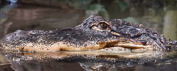 Đầu cá sấu trong nước - Sputnik Việt Nam