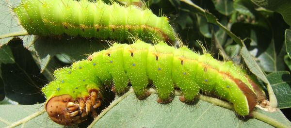 Ấu trùng của loài bướm tằm - Sputnik Việt Nam