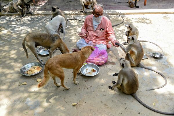 Người coi đền Bhekhaddhari Goga Maharaj ở Ahmedabad (Ấn Độ) cho những con vật đi hoang ăn - Sputnik Việt Nam