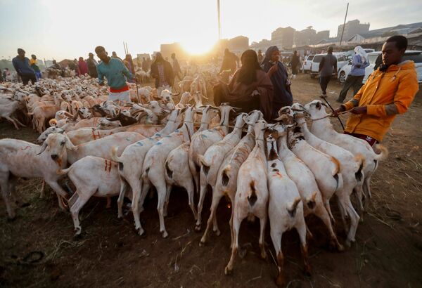 Tín đồ Hồi giáo mua dê cho lễ Eid al-Adha ở Nairobi, Kenya - Sputnik Việt Nam