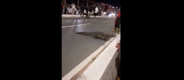 Cá sấu alligator được thả tự do và dạo chơi quanh trung tâm Petrolina - Sputnik Việt Nam