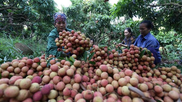 Nông dân Bắc Giang thu hoạch vải thiều đủ tiêu chuẩn xuất khẩu sang EU. - Sputnik Việt Nam