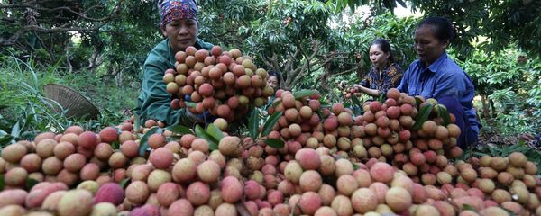Nông dân Bắc Giang thu hoạch vải thiều đủ tiêu chuẩn xuất khẩu sang EU. - Sputnik Việt Nam