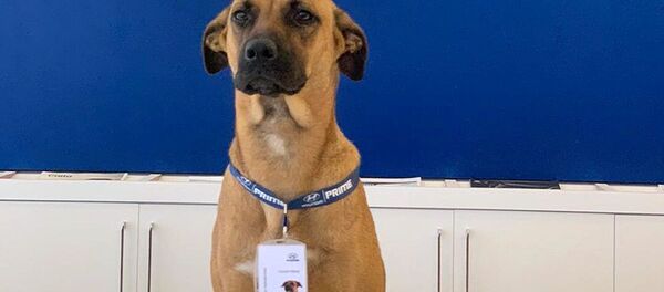 Con chó hoang được nhận vào làm nhân viên tại đại lý ô tô Hyundai - Sputnik Việt Nam