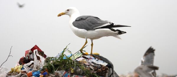 Полигон по утилизации бытовых отходов - Sputnik Việt Nam