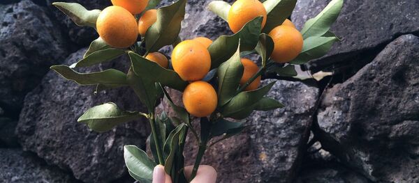 Quả Kim quất Quả Kim quất - Sputnik Việt Nam