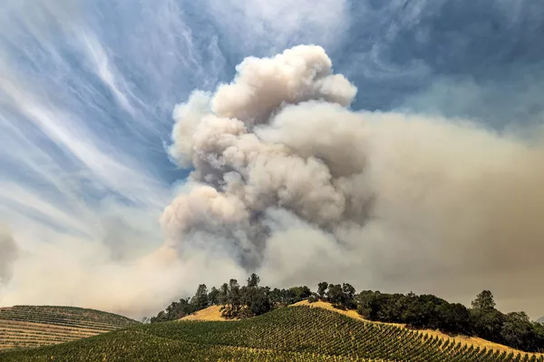 Khói từ đám cháy rừng trên một vườn nho ở Hạt Napa, California Khói từ đám cháy rừng trên một vườn nho ở Hạt Napa, California - Sputnik Việt Nam