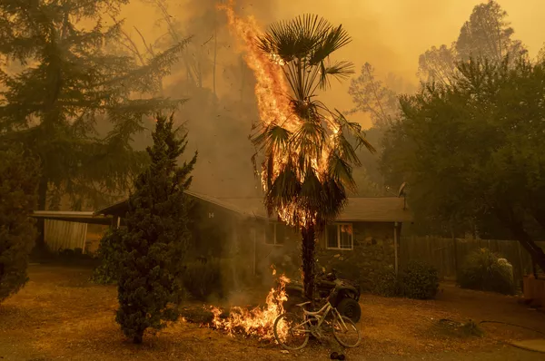 Cây cọ cháy gần ngôi nhà trong đám cháy rừng ở Hạt Napa, California Cây cọ cháy gần ngôi nhà trong đám cháy rừng ở Hạt Napa, California - Sputnik Việt Nam