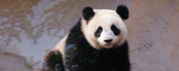 Gấu trúc khổng lồ. - Sputnik Việt Nam