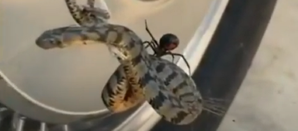 Rắn mắc kẹt trong mạng nhện và trở thành con mồi của «góa phụ đen» - Sputnik Việt Nam