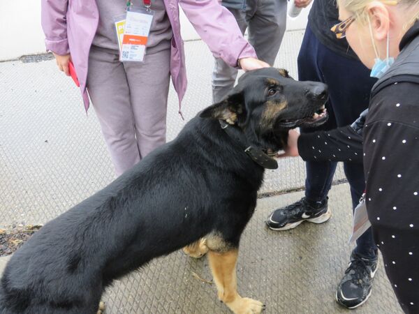 Huấn luyện viên trưởng đội Việt Nam: cuộc thi Người bạn trung thành là diễn đàn trao đổi kinh nghiệm dạy chó nghiệp vụ Huấn luyện viên trưởng đội Việt Nam: cuộc thi Người bạn trung thành là diễn đàn trao đổi kinh nghiệm dạy chó nghiệp vụ - Sputnik Việt Nam