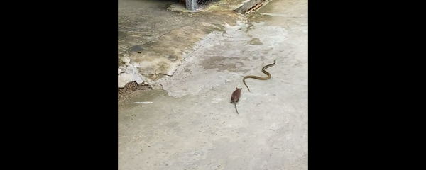 Chuột bảo vệ hang của nó trước con rắn ở Việt Nam. - Sputnik Việt Nam