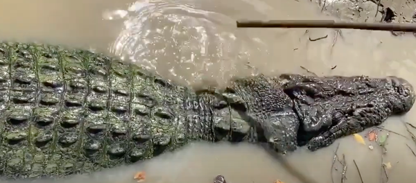 Cá sấu khiến kinh ngạc vì điềm tĩnh như đaọ sĩ. - Sputnik Việt Nam