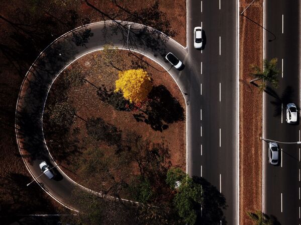 Cây Ipe nở hoa ở Brazil - Sputnik Việt Nam