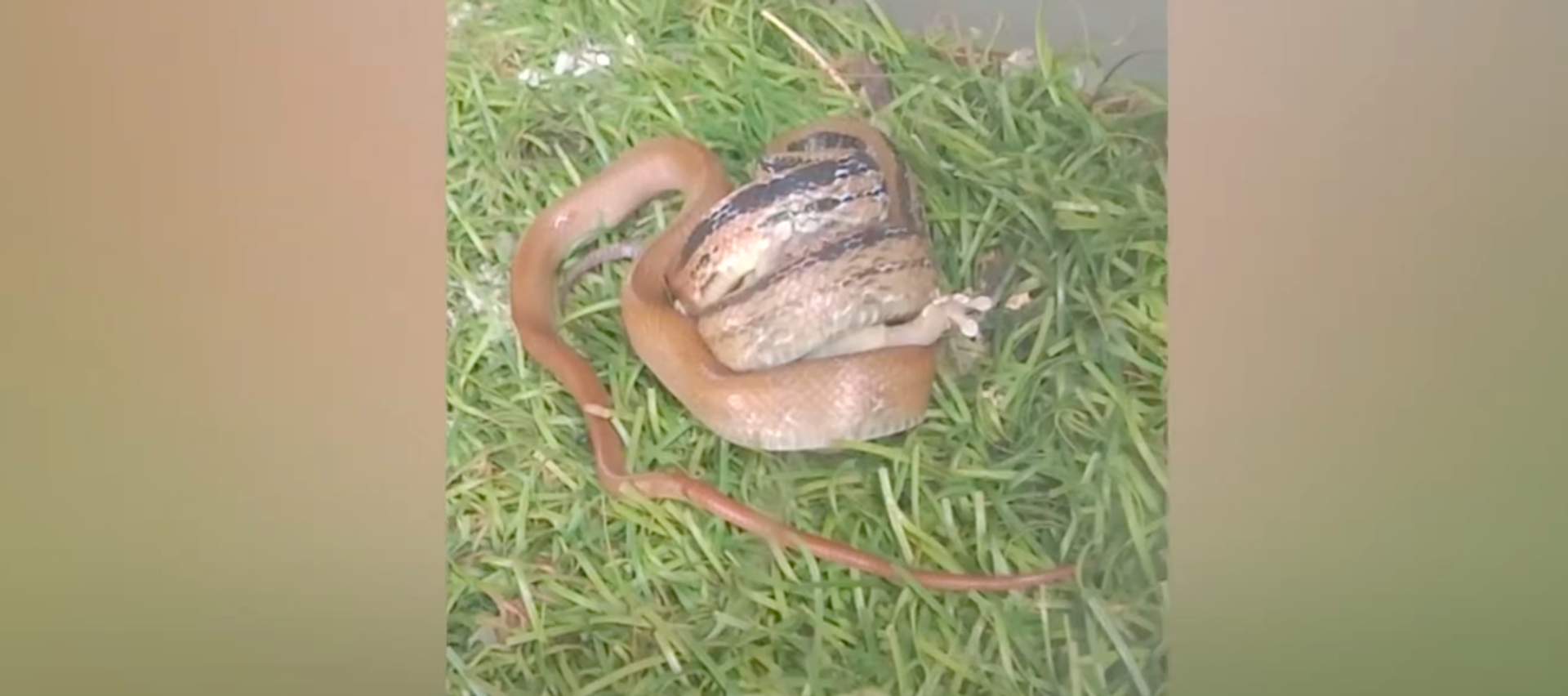 Thằn lằn cố gắng thoát khỏi một con rắn đói. - Sputnik Việt Nam, 1920, 05.09.2020