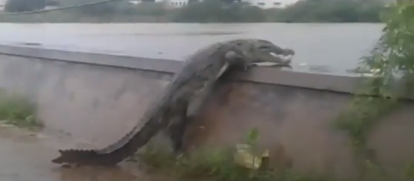 Một vụ tự sát? Cá sấu Ấn Độ trèo lên cầu và lao mình xuống sông - Sputnik Việt Nam