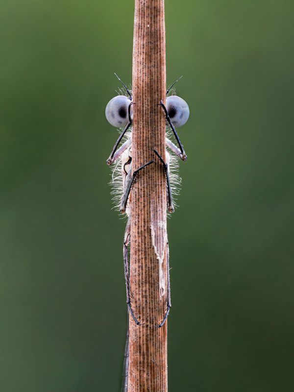 Bức ảnh «Hide and Seek» (Trốn tìm) của Tim Hearn, lọt vào chung kết Giải thưởng Nhiếp ảnh Động vật Hoang dã Hài hước 2020 Bức ảnh «Hide and Seek» (Trốn tìm) của Tim Hearn, lọt vào chung kết Giải thưởng Nhiếp ảnh Động vật Hoang dã Hài hước 2020 - Sputnik Việt Nam