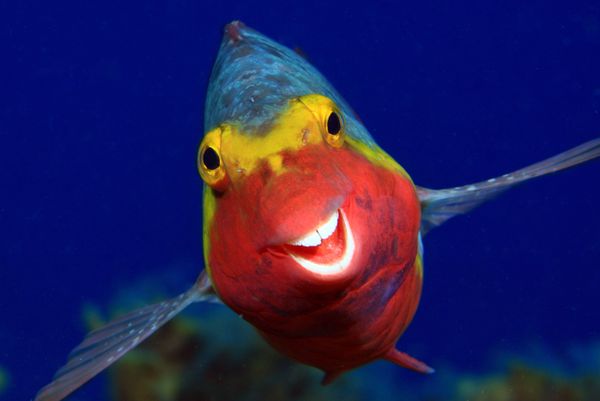 Ảnh “Smiley» (Nụ cười) của Arthur Telle Thiemenn, lọt vào danh sách chung kết Giải thưởng Nhiếp ảnh Động vật Hoang dã Hài hước năm 2020 Ảnh “Smiley» (Nụ cười) của Arthur Telle Thiemenn, lọt vào danh sách chung kết Giải thưởng Nhiếp ảnh Động vật Hoang dã Hài hước năm 2020 - Sputnik Việt Nam