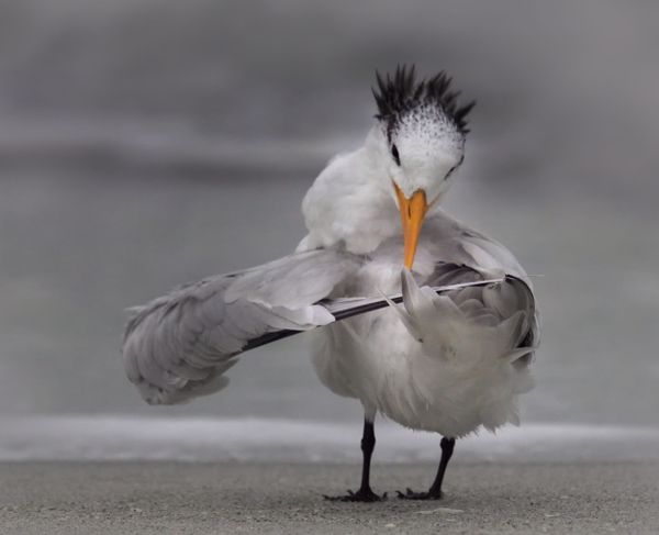 Bức ảnh «Tern tuning its wings” (Hải yến chỉnh cánh bay) của nhiếp ảnh gia Danielle D'Ermo, lọt vào vòng chung kết của Giải thưởng Nhiếp ảnh Động vật Hoang dã Hài hước năm 2020 Bức ảnh «Tern tuning its wings” (Hải yến chỉnh cánh bay) của nhiếp ảnh gia Danielle D'Ermo, lọt vào vòng chung kết của Giải thưởng Nhiếp ảnh Động vật Hoang dã Hài hước năm 2020 - Sputnik Việt Nam