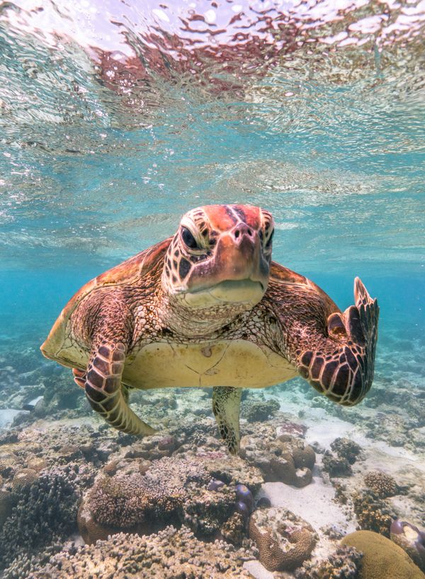 Ảnh Terry the Turtle flipping the bird của Mark Fitzpatrick, lọt vào chung kết Giải thưởng Nhiếp ảnh Động vật Hoang dã Hài hước năm 2020 Ảnh Terry the Turtle flipping the bird của Mark Fitzpatrick, lọt vào chung kết Giải thưởng Nhiếp ảnh Động vật Hoang dã Hài hước năm 2020 - Sputnik Việt Nam