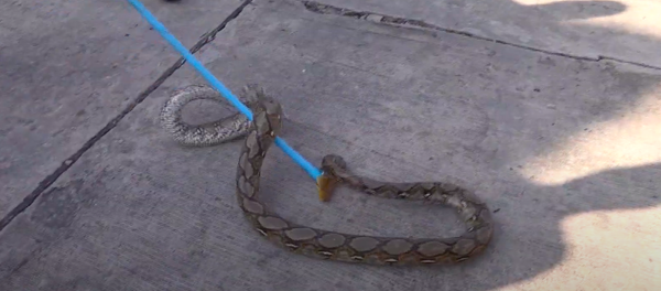 Được giải cứu, con trăn dài 4 mét ở Thái Lan quyết định chống cự Được giải cứu, con trăn dài 4 mét ở Thái Lan quyết định chống cự - Sputnik Việt Nam