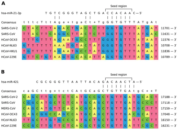 Các nhà khoa học Nga phát hiện phân tử sinh học trấn áp coronavirus Các nhà khoa học Nga phát hiện phân tử sinh học trấn áp coronavirus - Sputnik Việt Nam