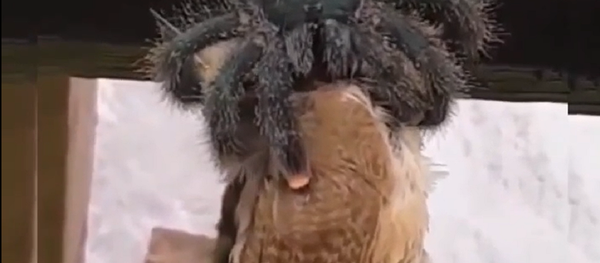 Nhện khủng nuốt chửng con chim khiến dân mạng kinh ngạc - Sputnik Việt Nam