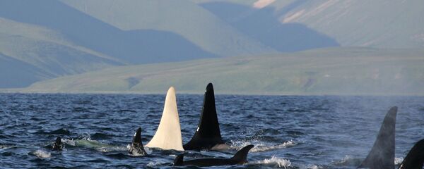 Cá voi sát thủ bơi qua quần đảo Commander, Kamchatka, Nga - Sputnik Việt Nam