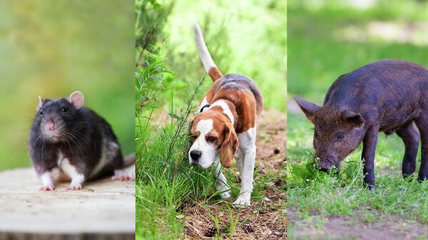 Giết để chữa bệnh. Các nhà khoa học đã học cách đưa con người vào trạng thái ngủ đông Giết để chữa bệnh. Các nhà khoa học đã học cách đưa con người vào trạng thái ngủ đông - Sputnik Việt Nam