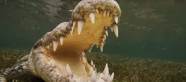 Người thợ lặn bơi cùng với con cá sấu nguy hiểm lọt vào khung hình video. Người thợ lặn bơi cùng với con cá sấu nguy hiểm lọt vào khung hình video. - Sputnik Việt Nam