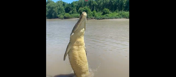 Con cá sấu có cú nhảy cực ngầu “tầm cỡ Olympic” để đớp miếng thịt. - Sputnik Việt Nam