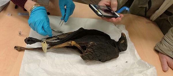 Các nhà khoa học lấy mẫu vật phẩm  từ ​​xác ướp chim tại Bảo tàng Fusion ở Lyon. - Sputnik Việt Nam