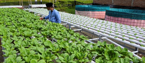 Người đàn ông bên luống cải ở Banda Aceh, Indonesia - Sputnik Việt Nam