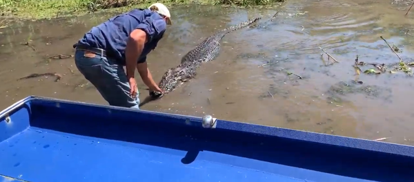 Chơi với thú vật: một người đàn ông nhảy ra khỏi thuyền để vuốt cá sấu Chơi với thú vật: một người đàn ông nhảy ra khỏi thuyền để vuốt cá sấu - Sputnik Việt Nam