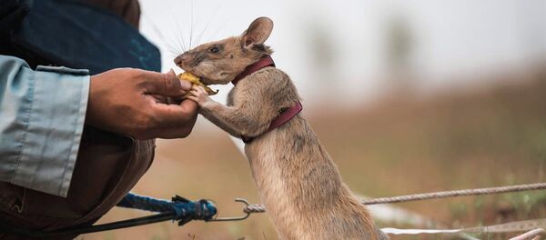 Con chuột Magawa đang tìm mỏ, Campuchia Con chuột Magawa đang tìm mỏ, Campuchia - Sputnik Việt Nam