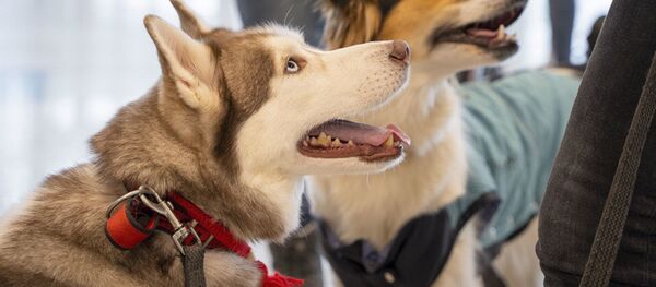 Con chó. - Sputnik Việt Nam