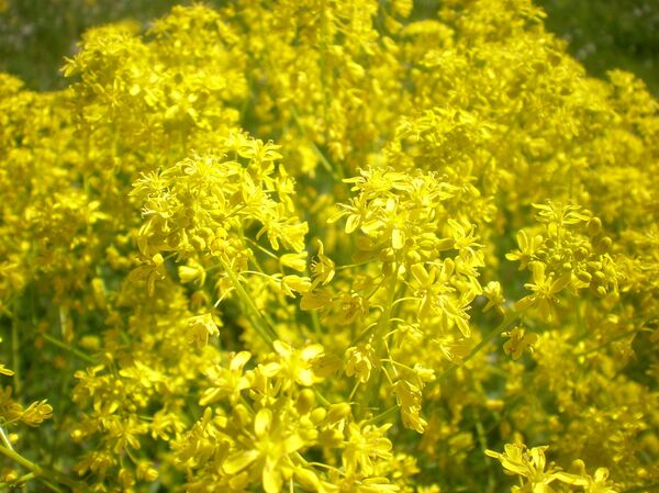 Thảo mộc tự nhiên giúp tăng khả năng miễn dịch phòng Covid-19 - Sputnik Việt Nam